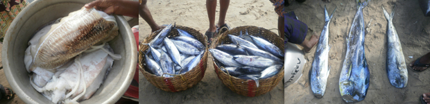 水揚げされた魚達