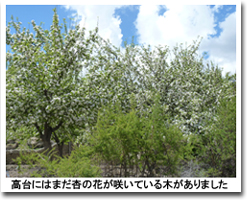 杏の花