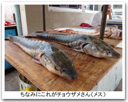 チョウザメ